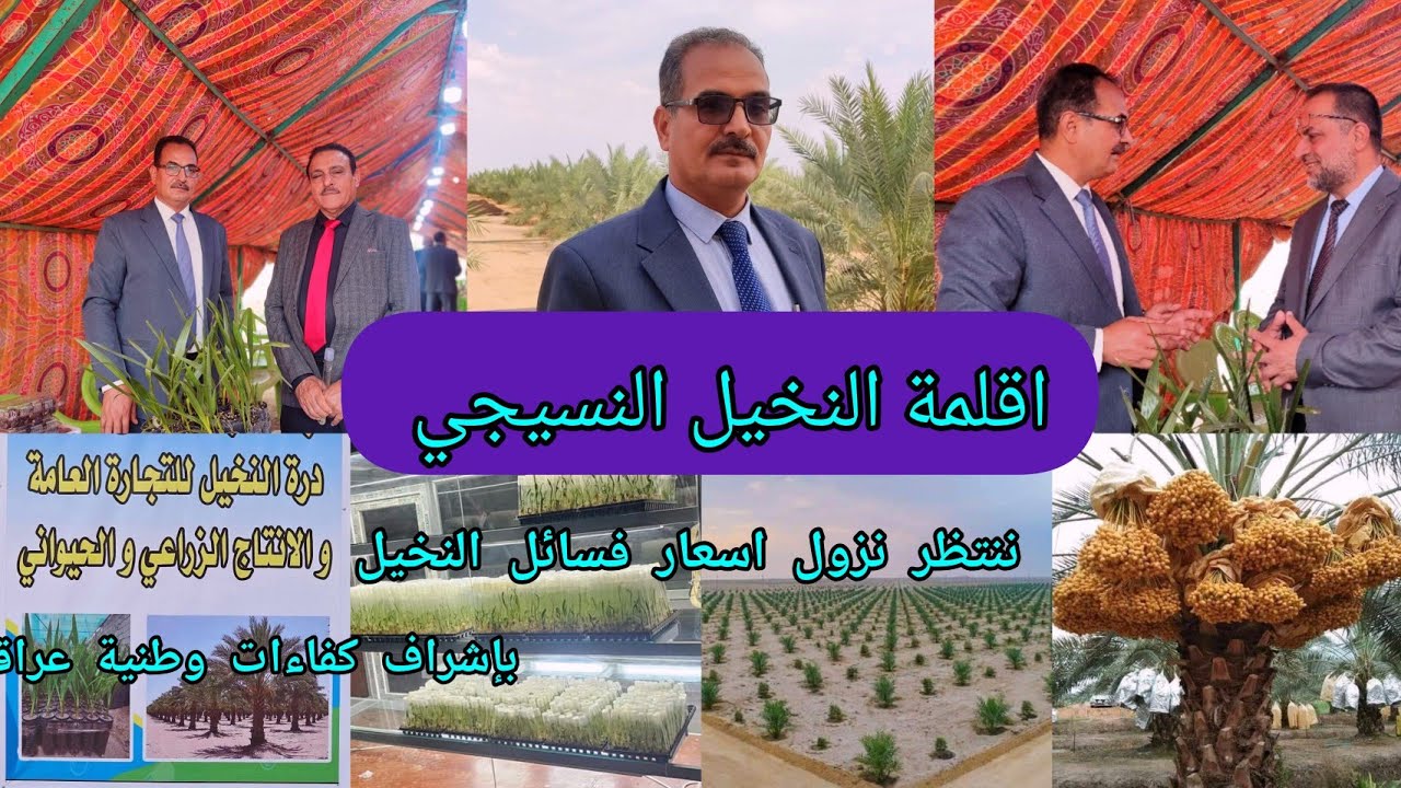 لخفض سعر فسائل النخيل خبراء عراقيون من القطاع الخاص يصممون اول مختبر لاقلمة النسيجي في العراق🇮🇶 بابل