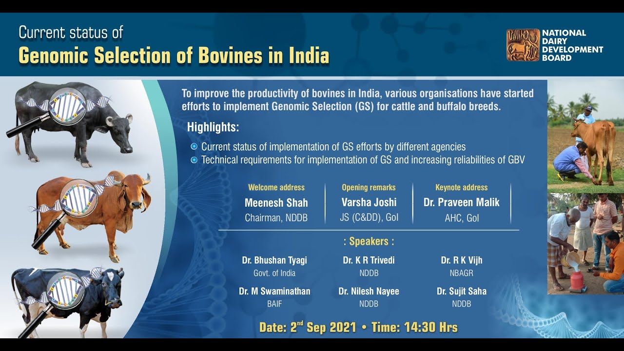 Current status of Genomic selection of Bovines in India