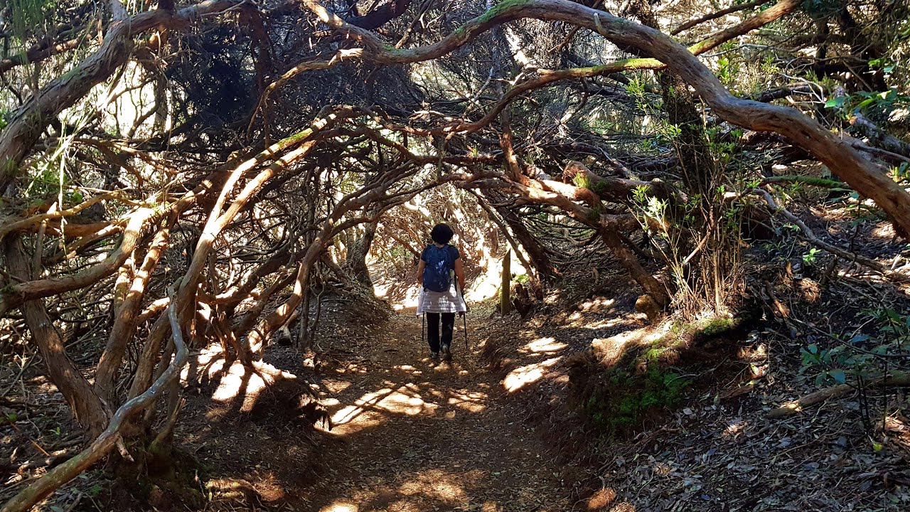 Tenerife (Parque Rural de Anaga) – Bosque de los Enigmas (2022 Mayo)
