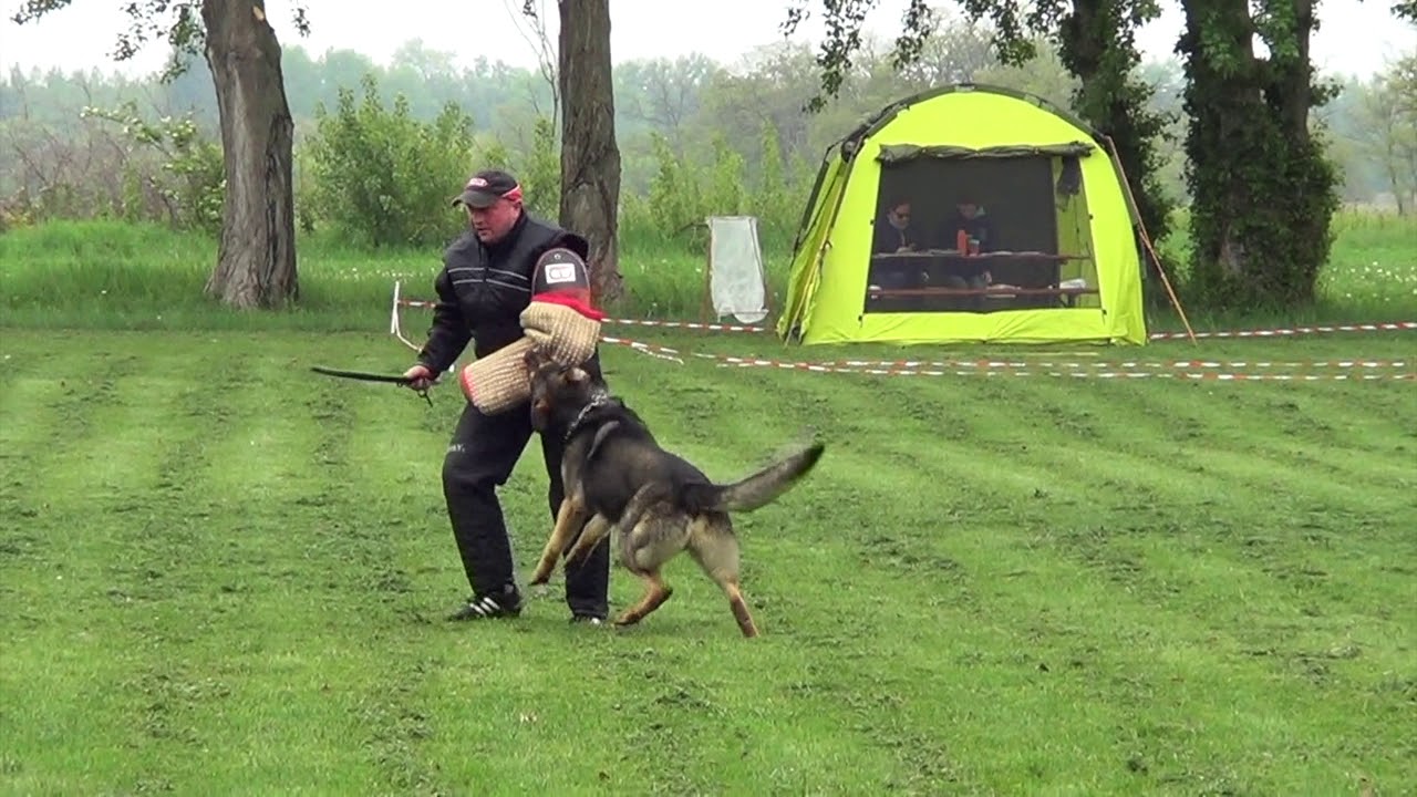 Bonitácia nemeckých ovčiakov MKK Kolárovo 2019