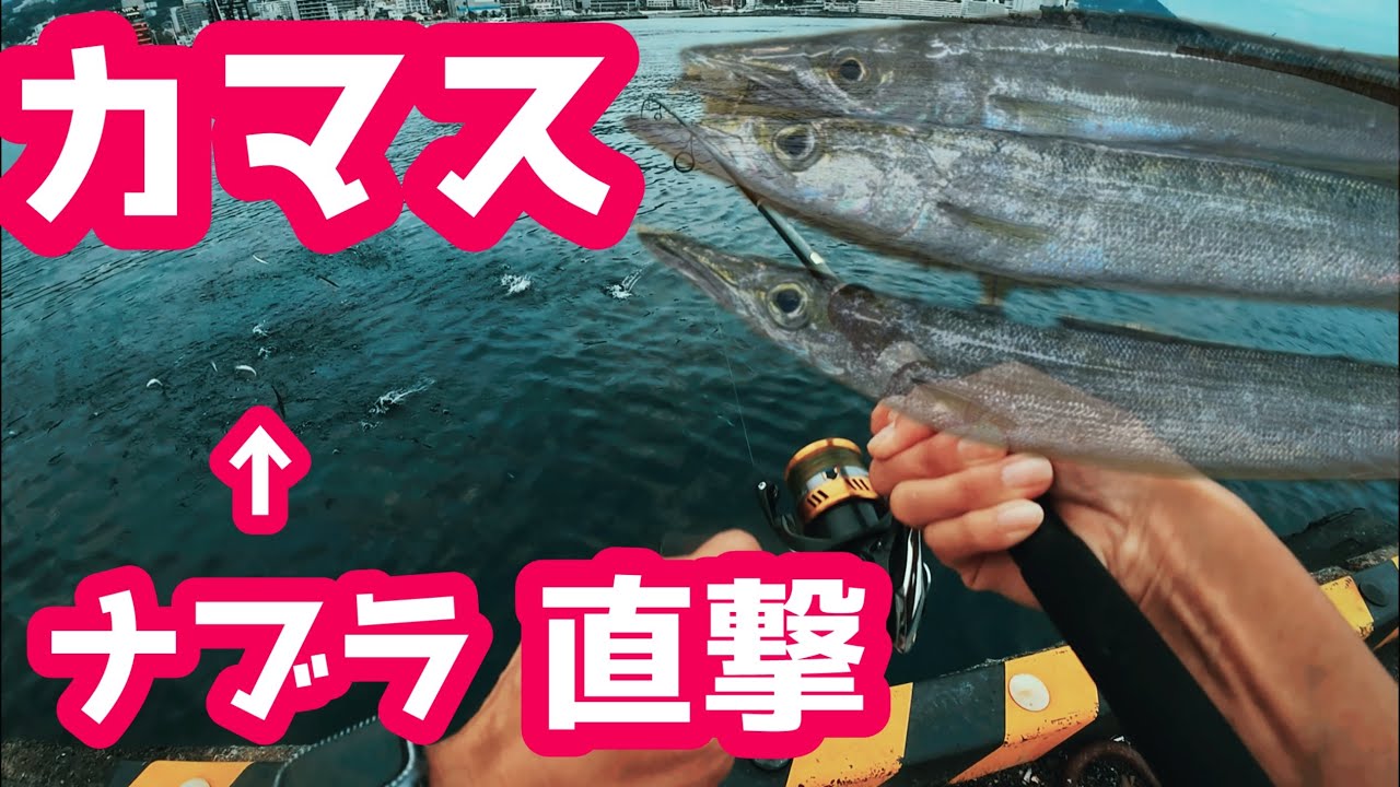 【釣り】カゴ釣りしてたら突然ナブラが→カマス乱舞！【熱海】