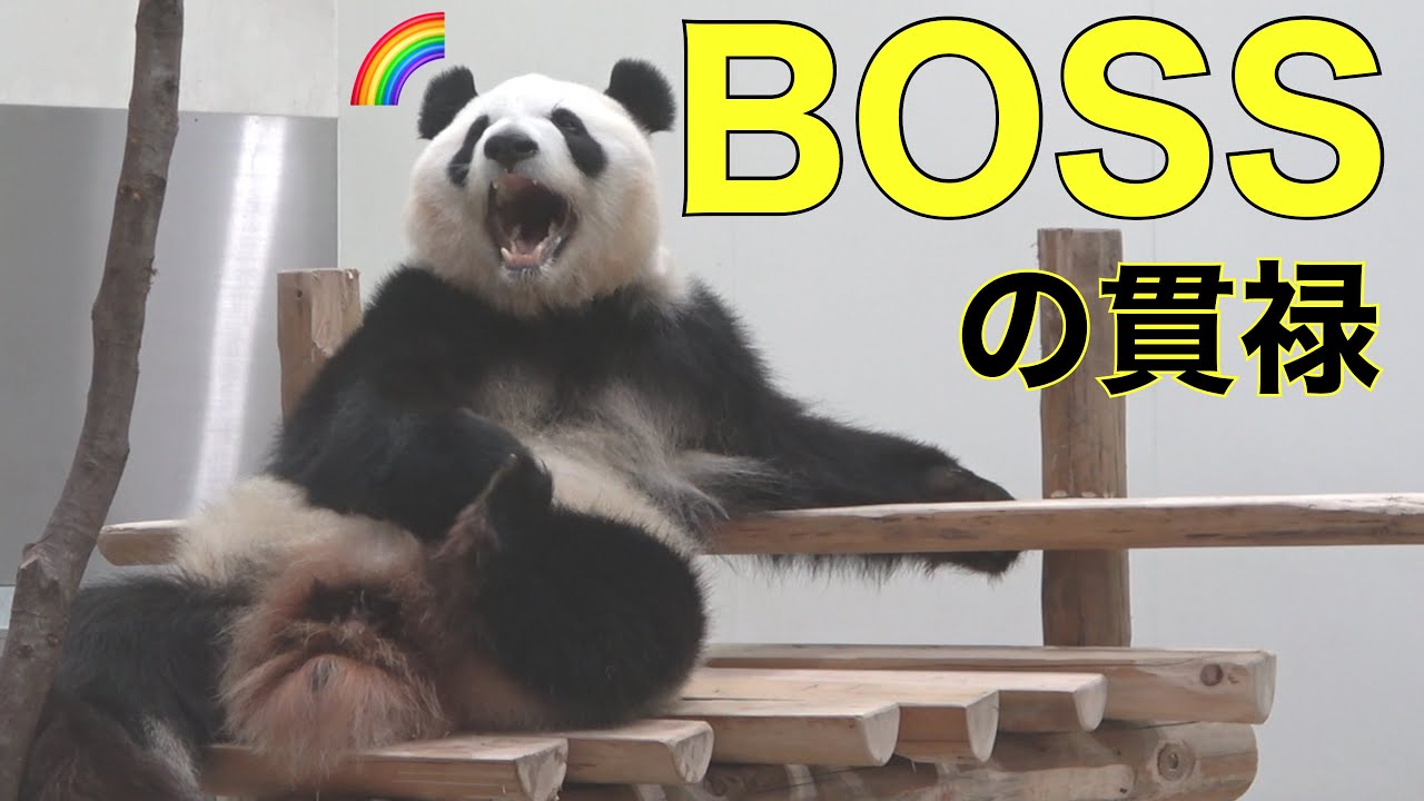 【彩浜🌈遊具の座り方が完全にBOSS】ドアノブに指をかける/何度も接近ファンサービス/SAIHIN #ぽめぱん #PandaChannelbypomeranianfilm