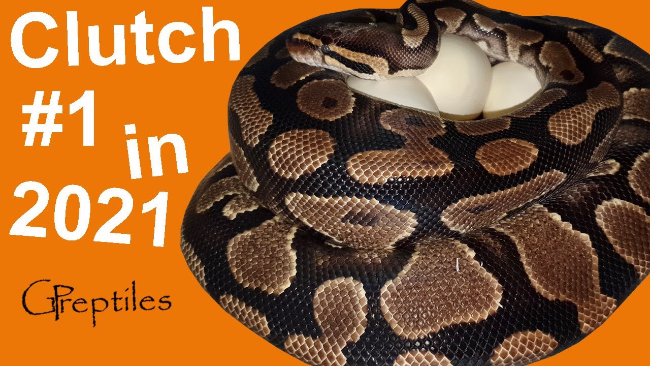 Clutch #1 in 2021 - Ball Pythons!