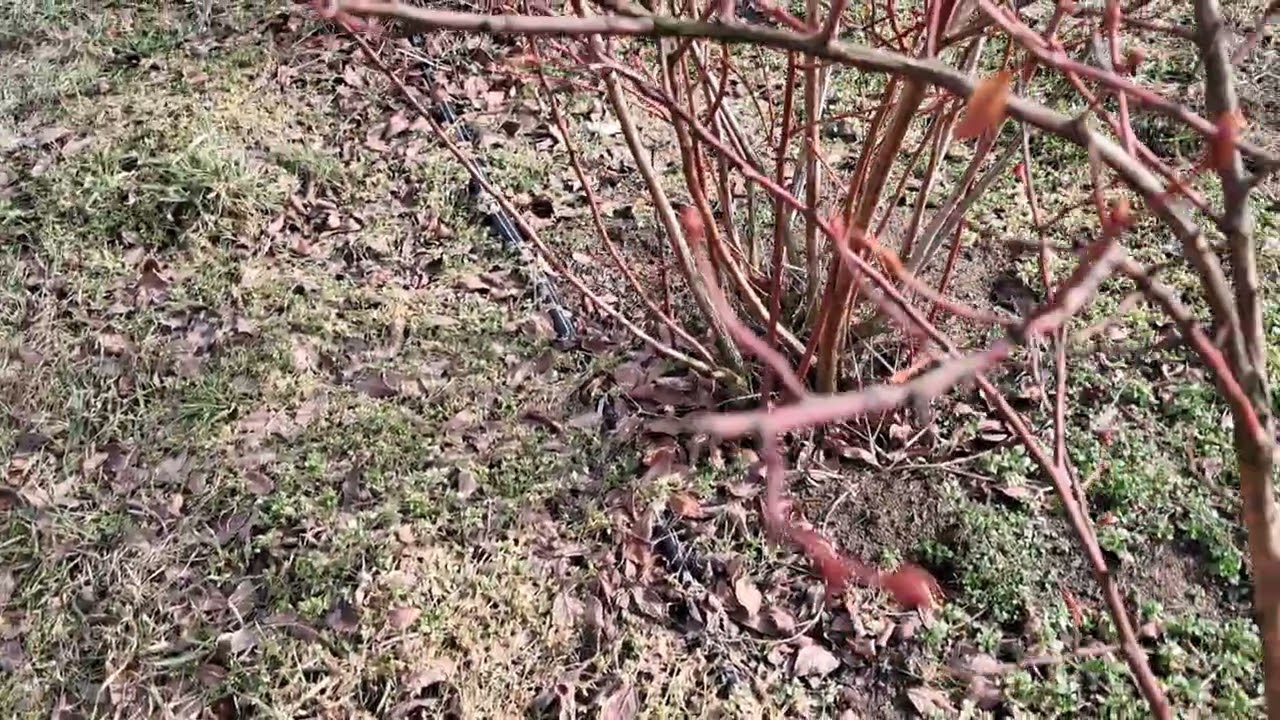 Cięcie borówki amerykańskie. 