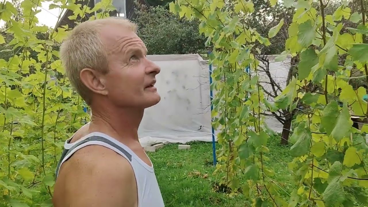 Шансы есть, состояние винограда на 31.08.2025.