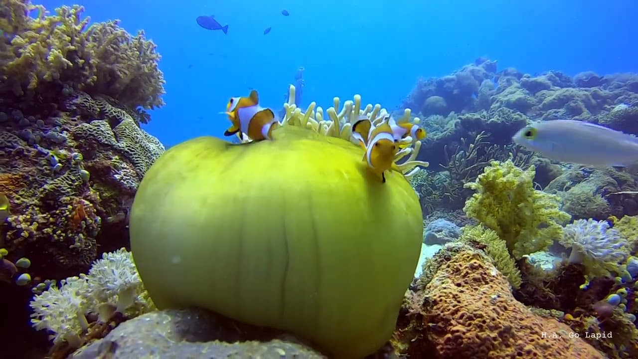 Shangri-la Marine Sanctuary - Mactan Island, Cebu - Gopro Underwater Video