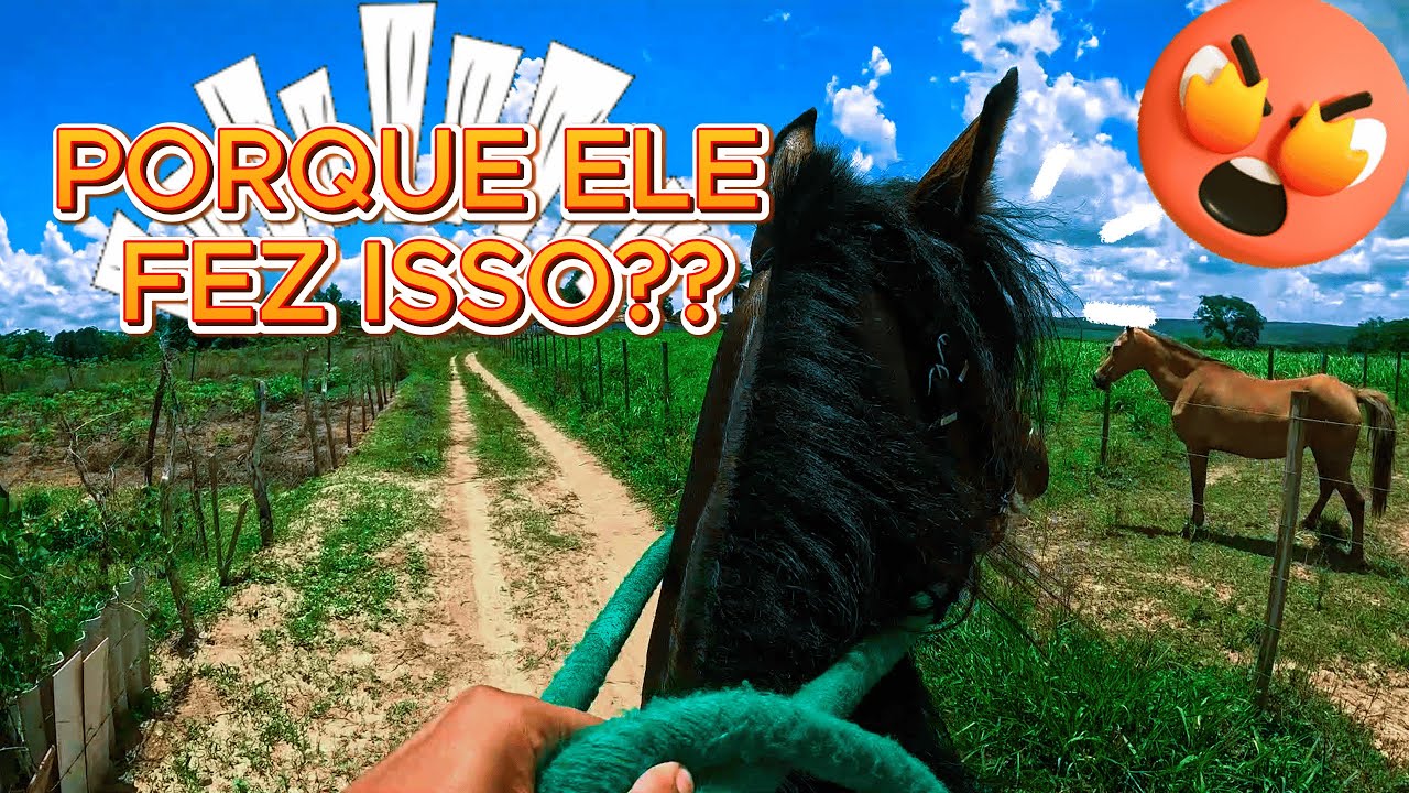 CAVALO SELVAGEM ANTES DA DOMA, O PROCESSO NÃO É FACIL #cavalo #horse #brasil #agro