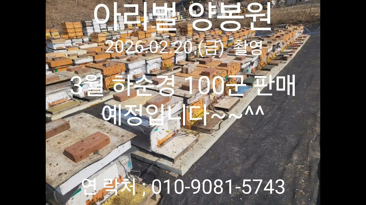 질병없이 잘 키운 양봉 100군 분양합니다. 010-9081-5743
