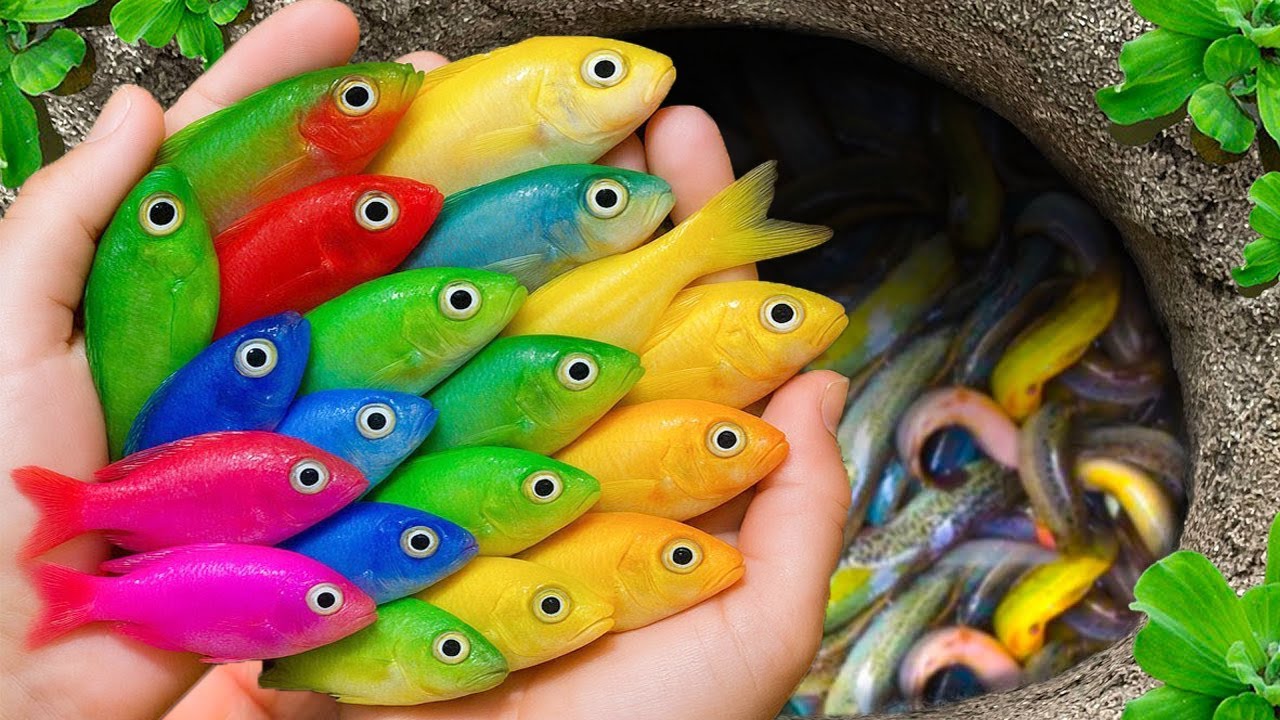 The incredible catch colorful aquarium fish in small pond: pencil fish, glass fish, eel, baby turtle