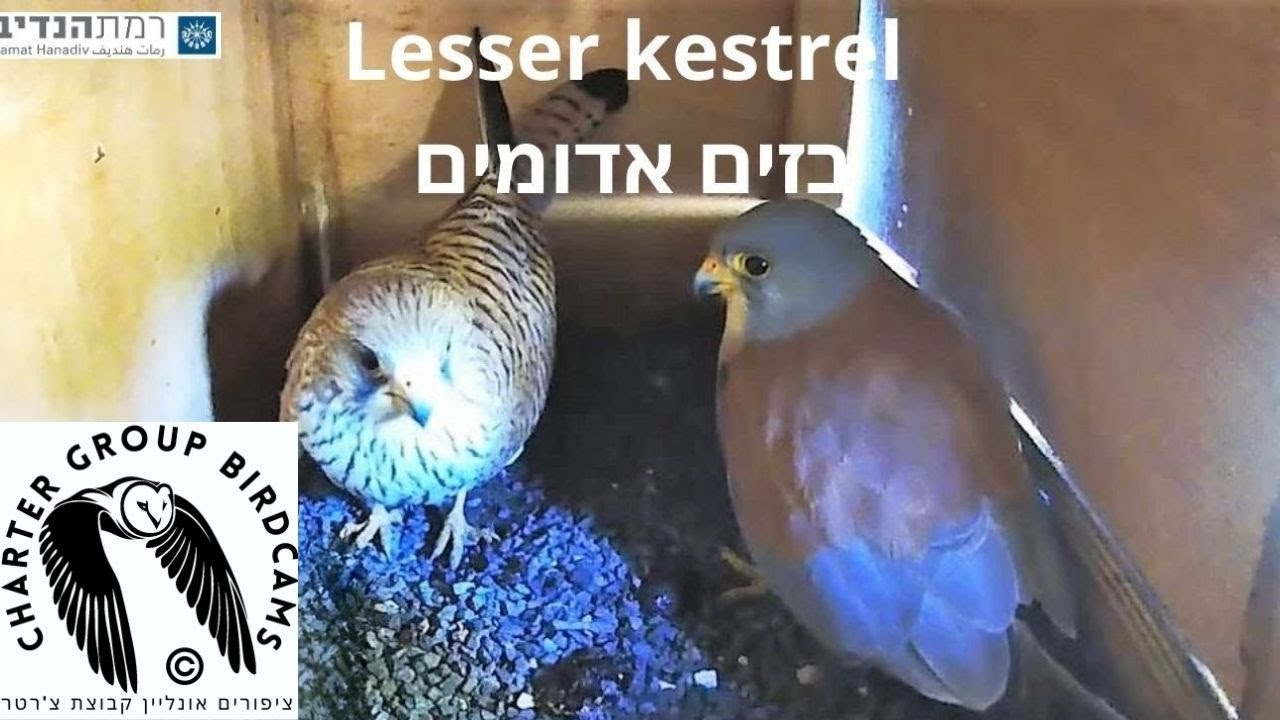 LIVE Lesser Kestrel Israel Cam| Ramat Hanadiv| The Charter Group of Wildlife Ecology