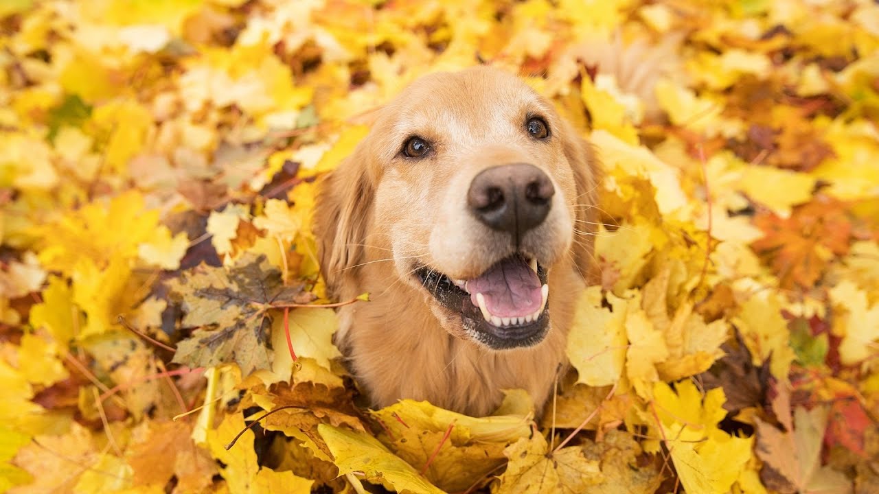 Maximizing Your Golden Retriever's Health Through Exercise - How Important is Regular Physical Act