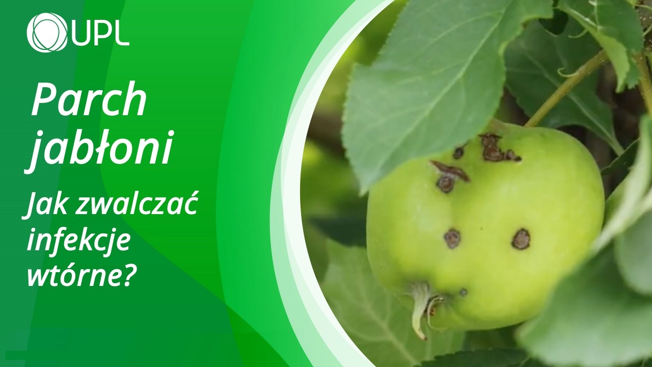 Zwalczanie parcha wt&oacute;rnego