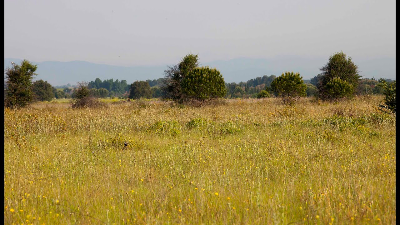 Les prairies