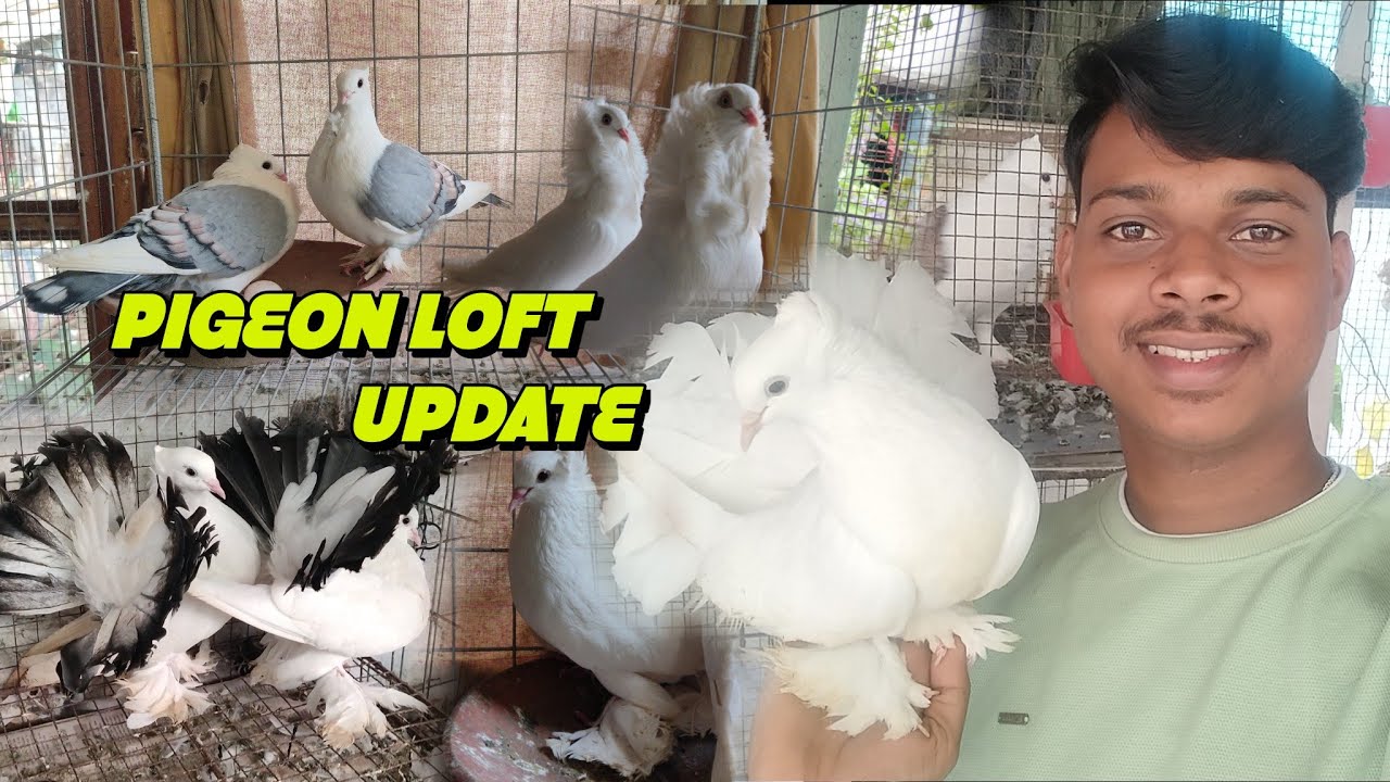 pigeon loft breeding update ❤. fancy pigeon পালন পদ্ধতি... #petsvlog #pigeon #petlover
