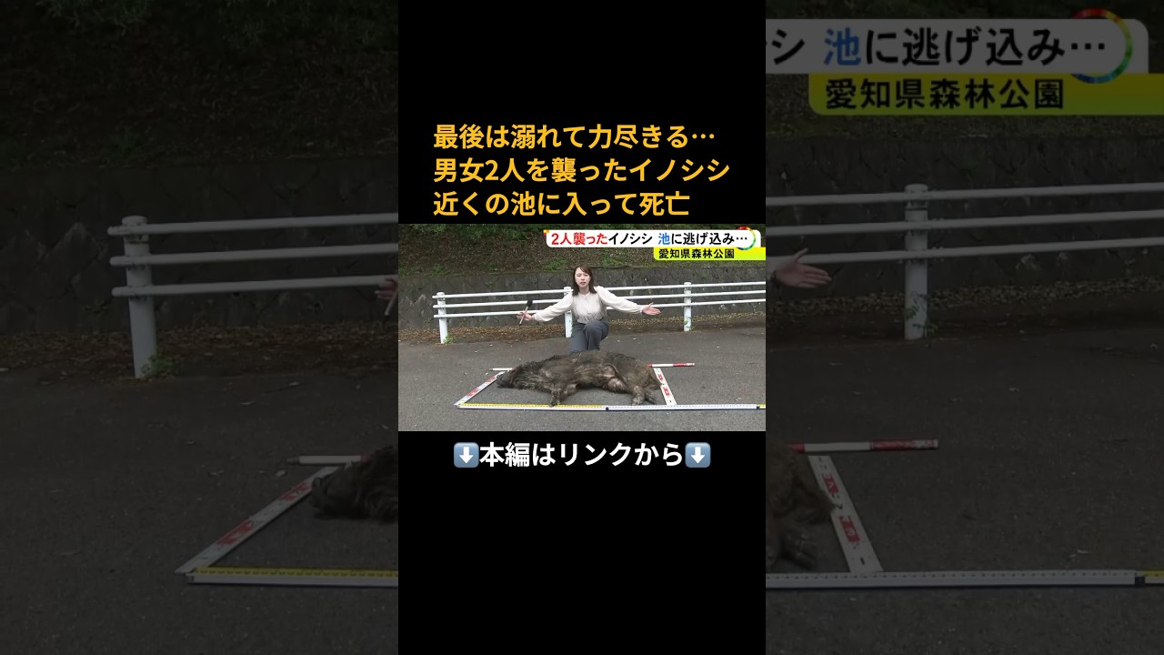 ⬆️本編はリンクから⬆️推定8歳のオスで体長140cm&hellip;男女2人を襲ったとみられるイノシシ 池に入って逃げるもそのまま力尽き死ぬ