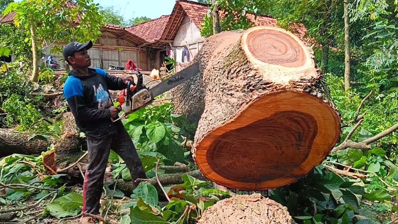 валка дерева трембези, оставленного дедушкой, бензопилой STIHL MS 382