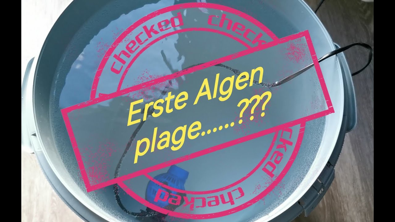 Mich hat`s auch erwischt erste Algenplage