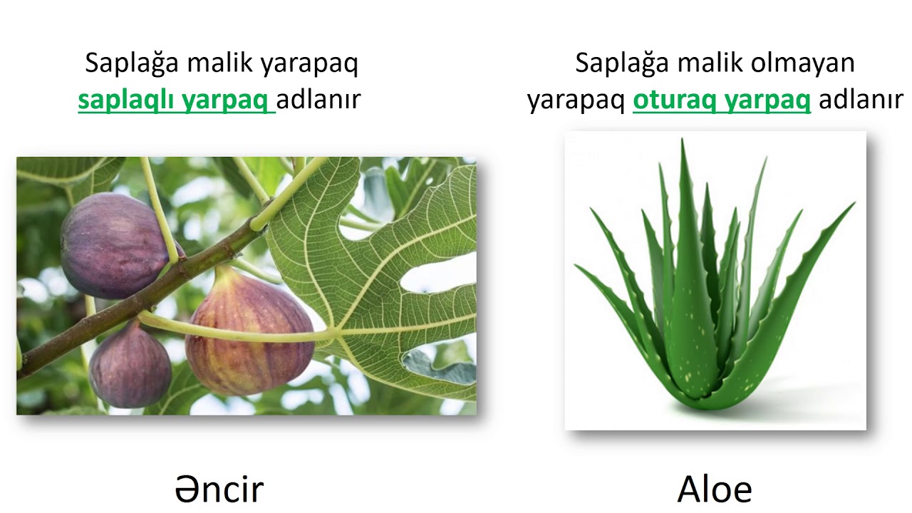 Biologiya 6-cı sinif 19. Yarpağın xarici quruluşu. Yarpaqların düzülüşü.