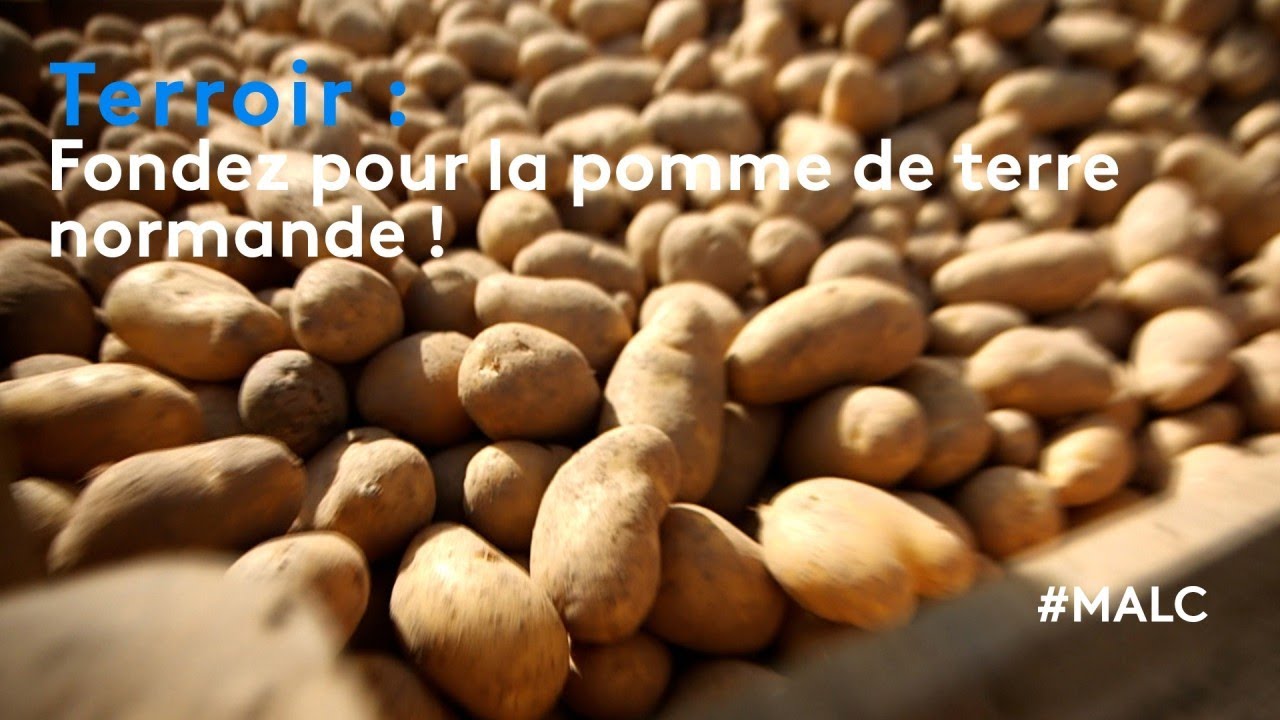 Terroir : fondez pour la pomme de terre normande !