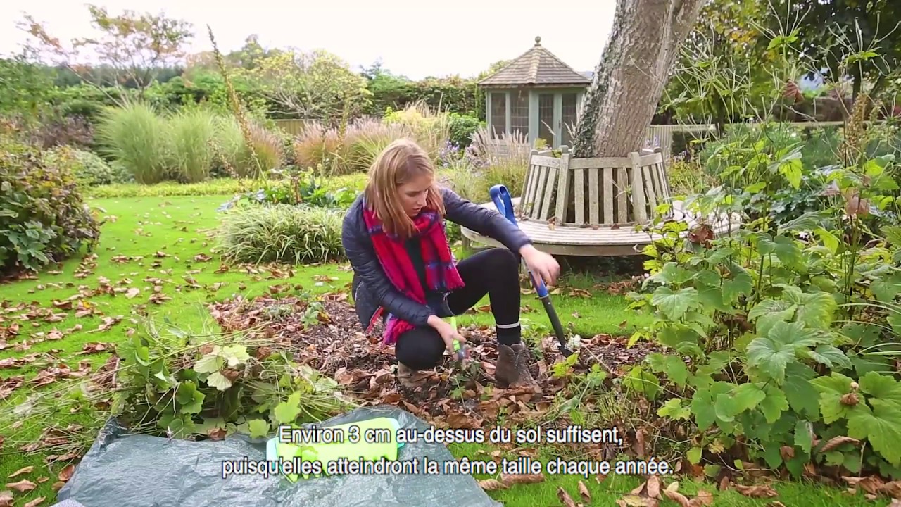 Comment diviser les plantes vivaces