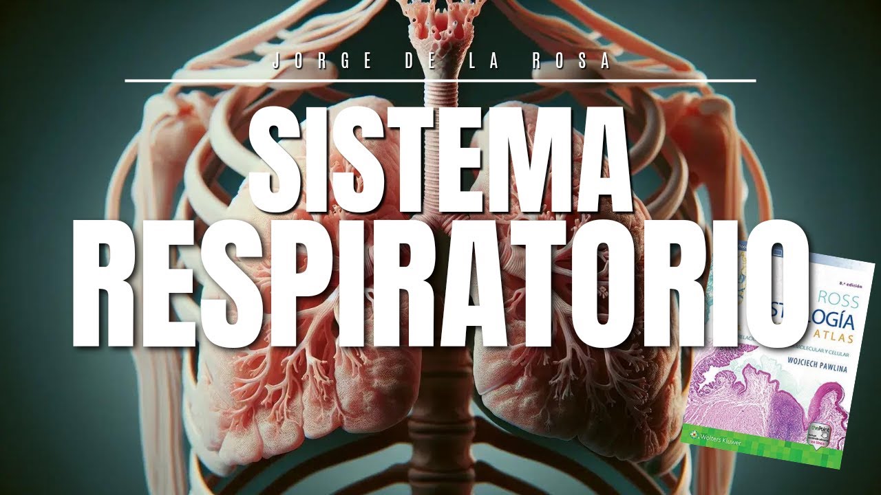 Sistema Respiratorio | Resumen Histología Por Estudiante de Medicina📚
