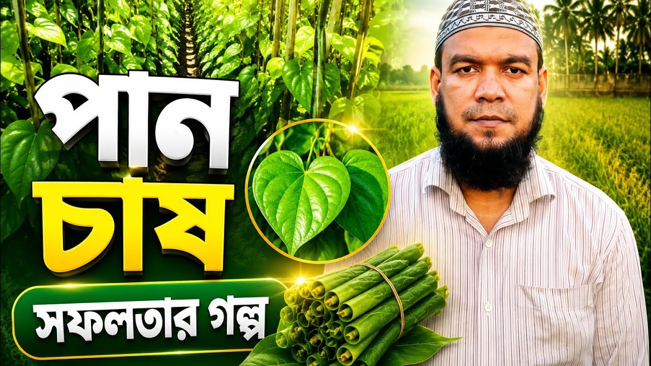 পান চাষ (পান চাষের মাধ্যমে কৃষকের জীবনে আনে আর্থিক সচ্ছলতা ও স্বনির্ভরতা)।