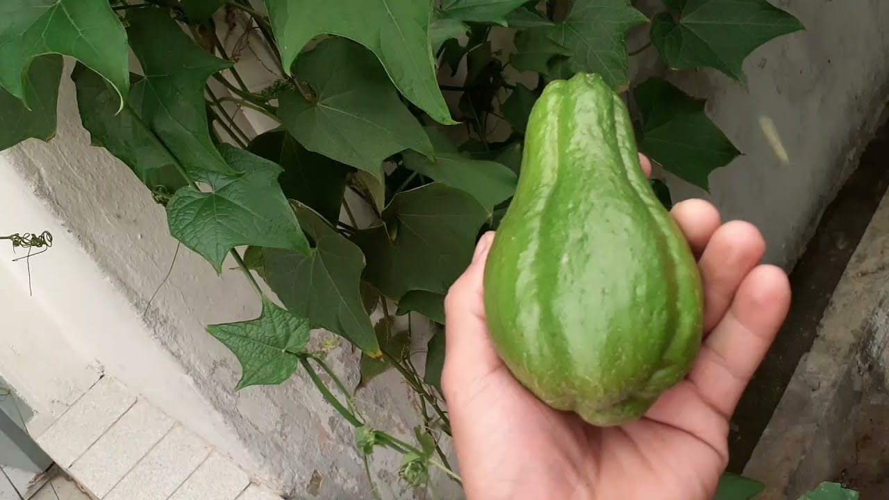 Colheita de chuchu que plantei da semente.