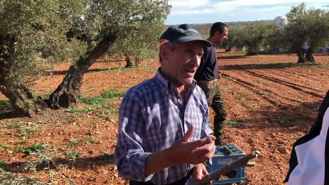 Abuelo, ¿cómo plantabais los olivos cuando eras joven?