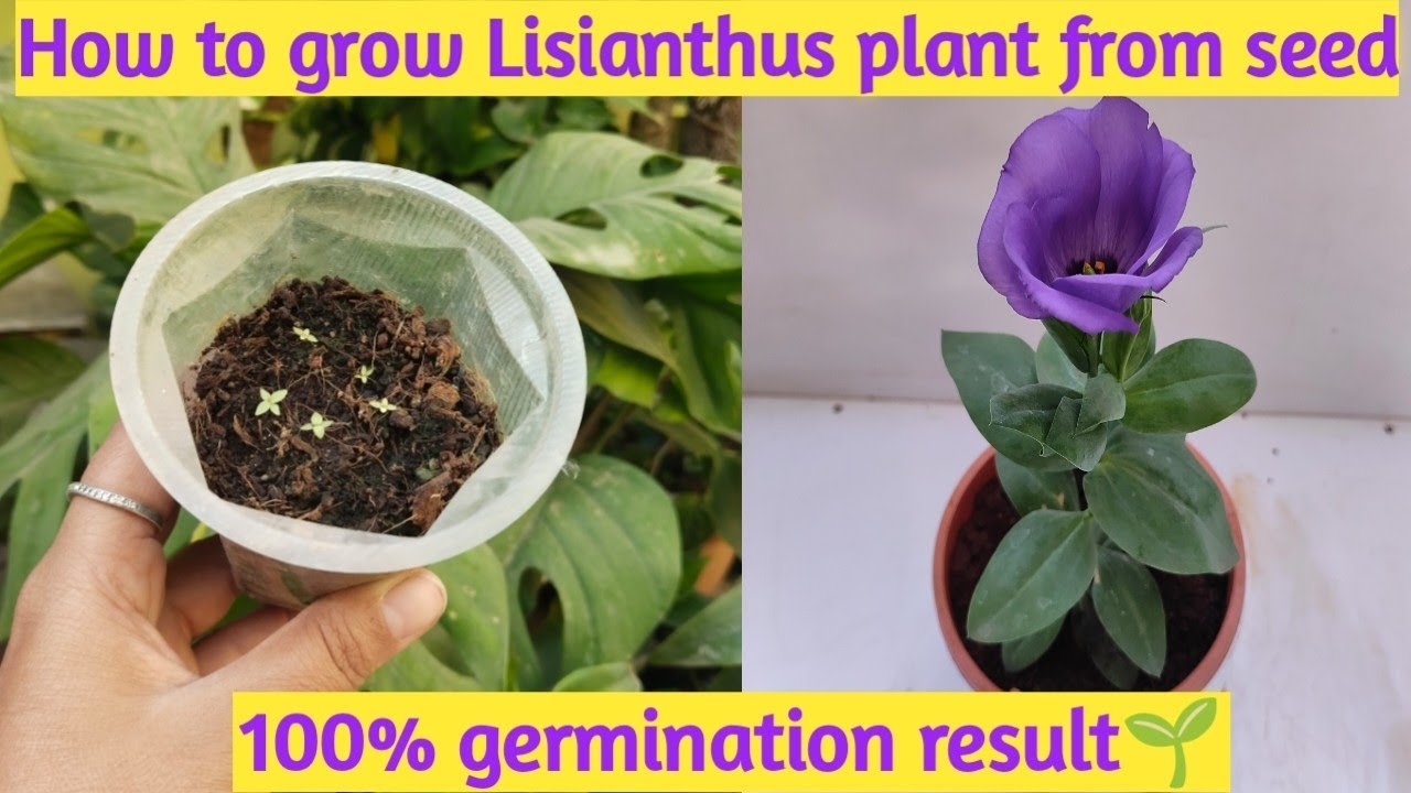 How to grow 