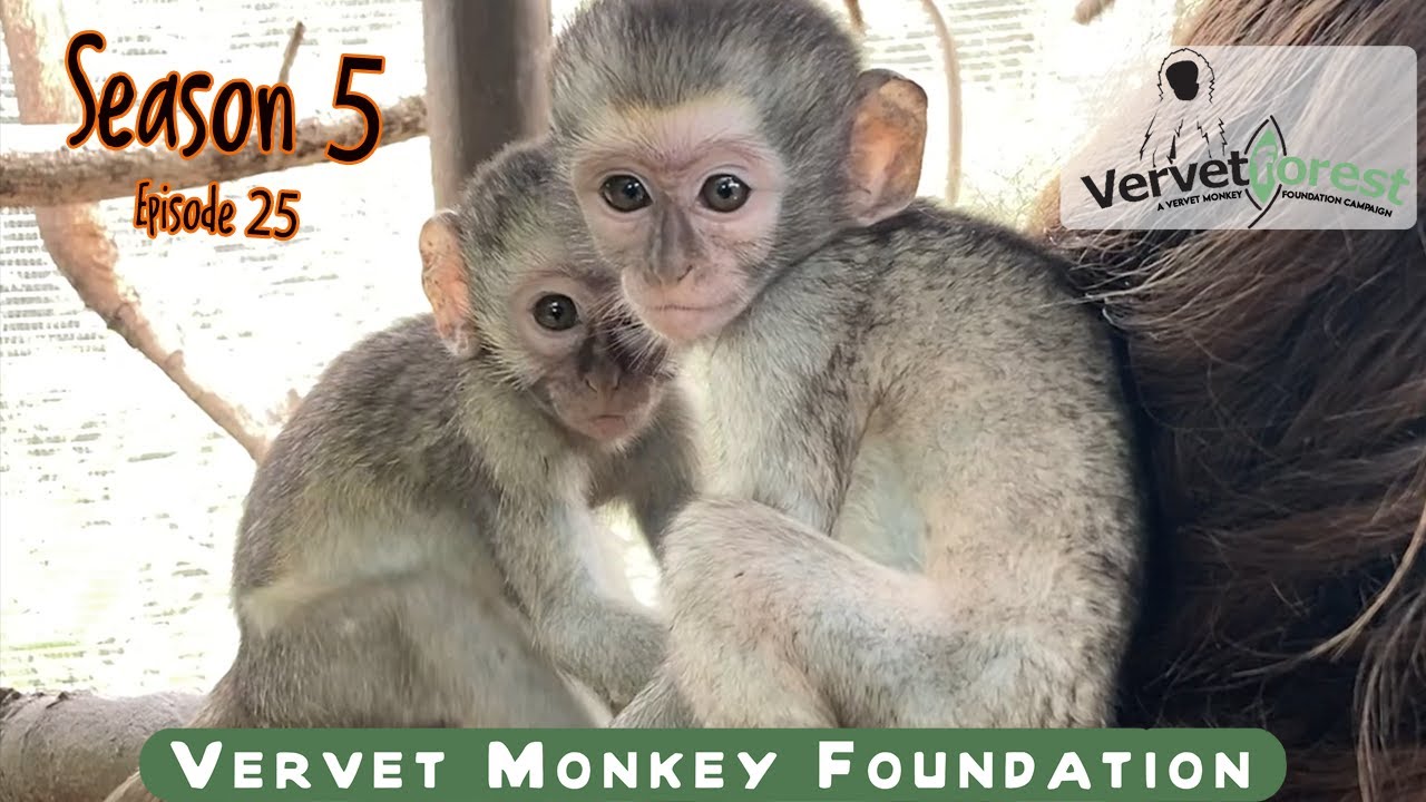 Foster monkey moms eager for cheeky baby orphan monkeys