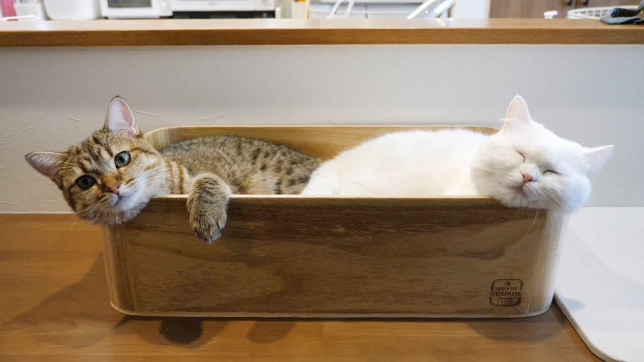 新しいベッドを取り合ったあと何故かこうなりました…！