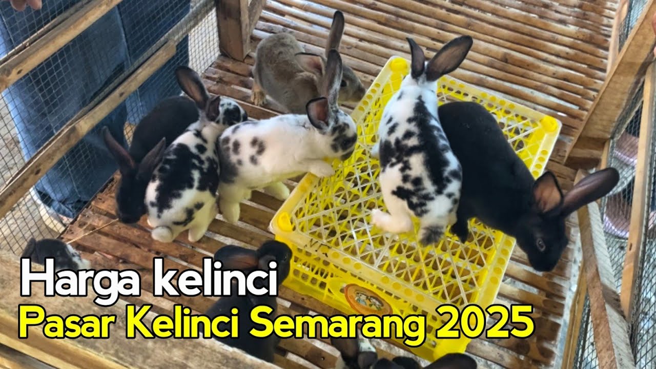 Pasaran Harga Kelinci Berbagai Jenis Harga Murah Pasar Kelinci Terbesar Pon Ambarawa Semarang 2025