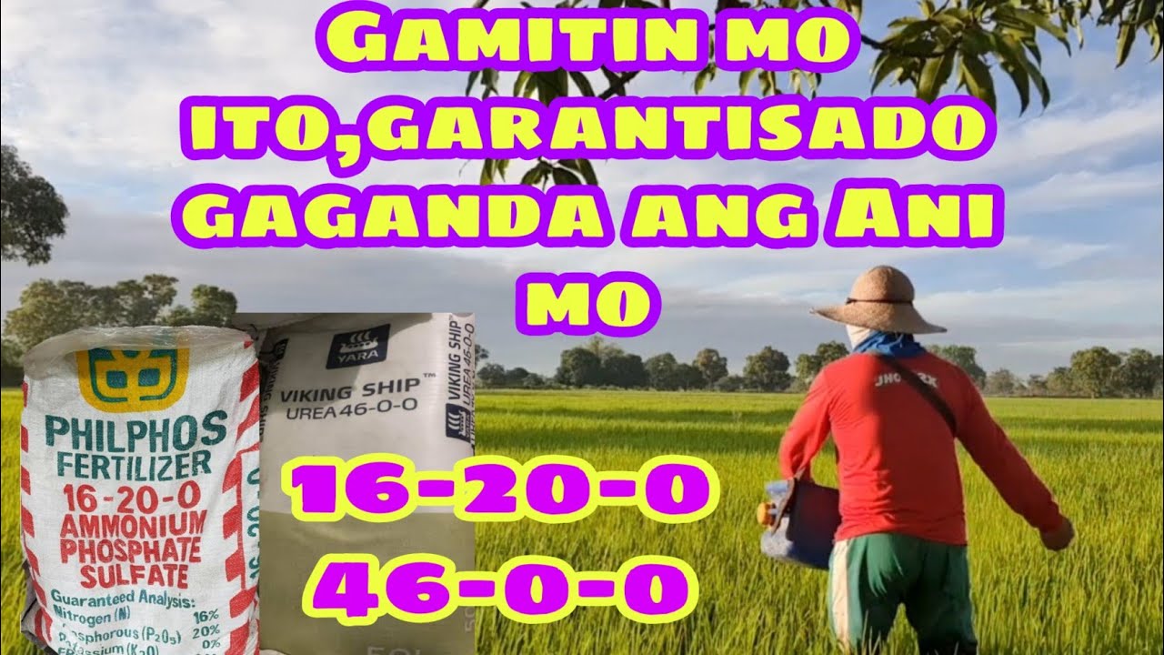 16-20-0 para lumago ang ugat at pampadami ng suwi /46-0-0 para sa mas maberde at malaking palay