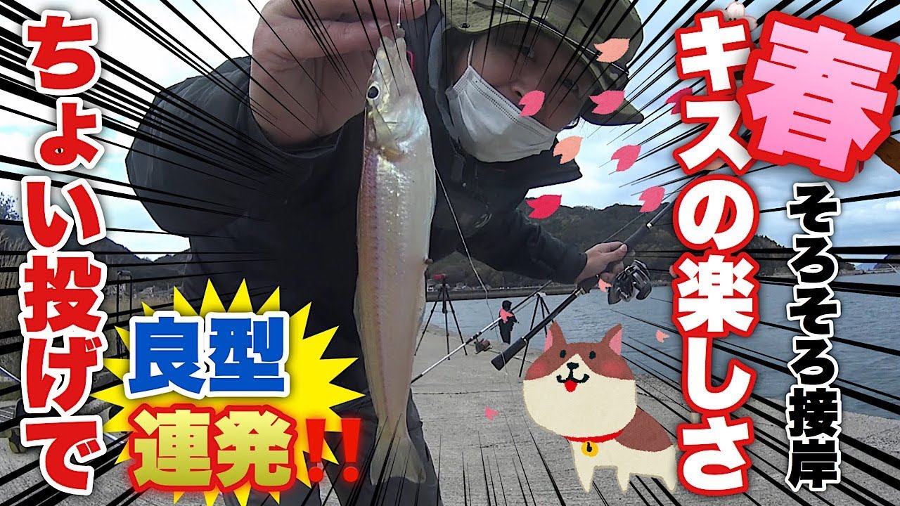 【キス釣り】深場を狙え！ちょい投げで良型連発！春のキス釣り釣行！