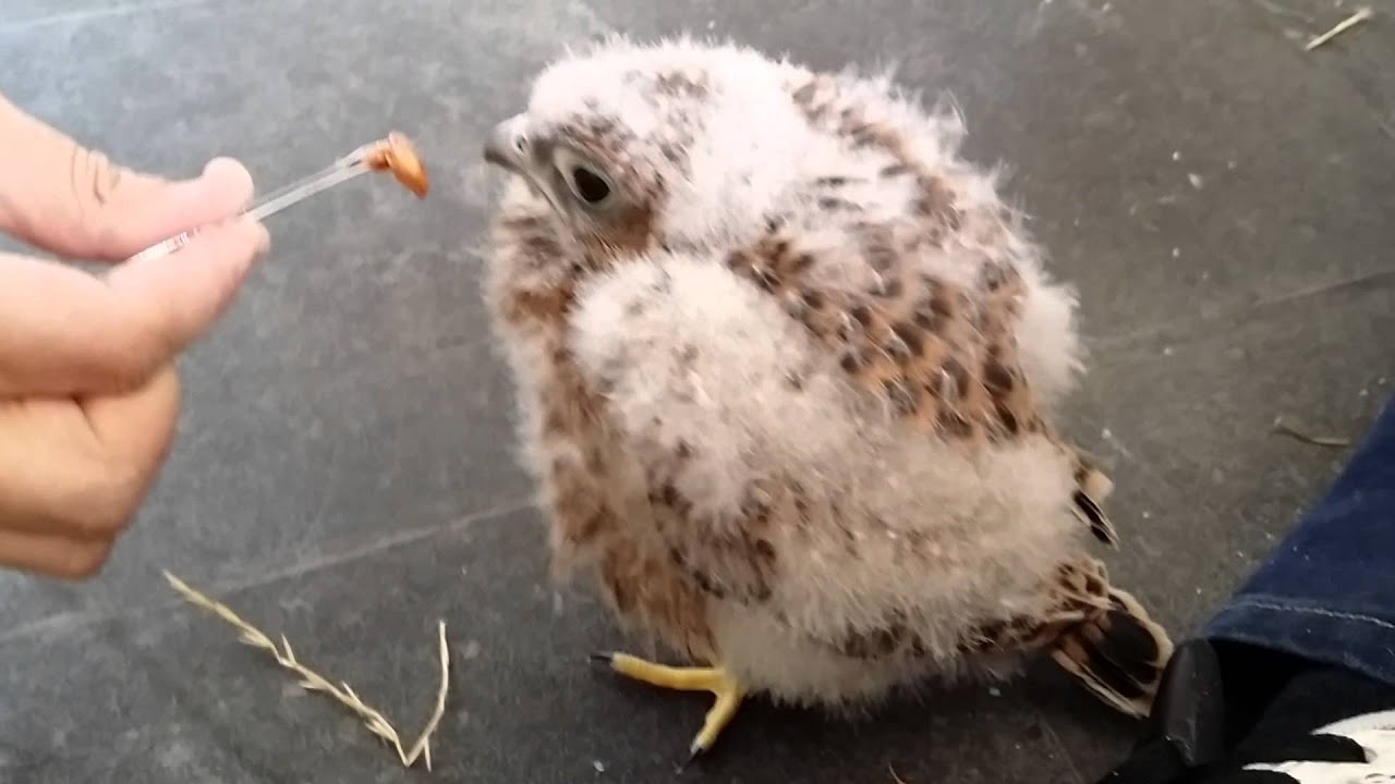 Kestrel baby  "Jet" having a feed (Falco Tinnunculus)