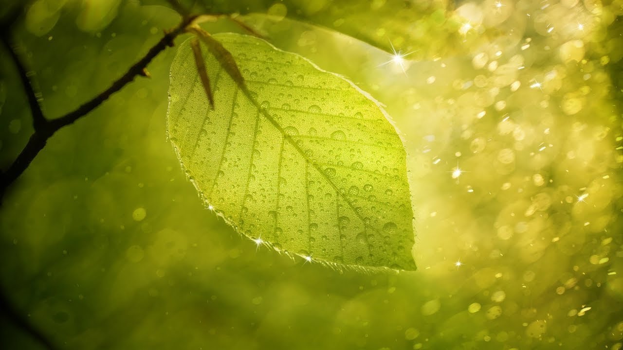 Yağmur Sesi, Piyano Sesi, Doğa Sesi, Hafif Yağmur Sesi, Sakin  M&uuml;zik, ASMR 🎧❤️