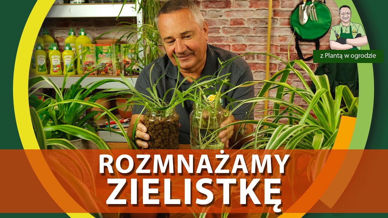 Pielęgnacja i rozmnażanie zielistki - Z PLANTĄ W OGRODZIE