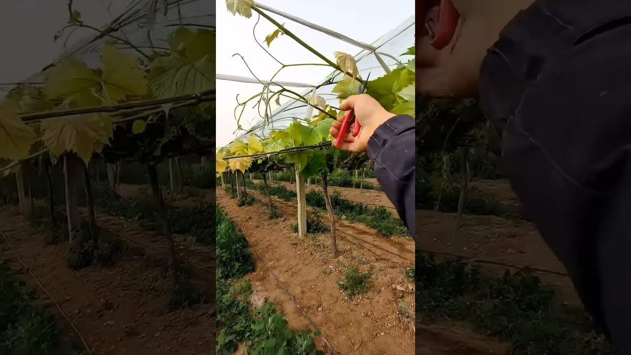 grapes 🍇 vine pruning(it's necessary to remove top branches)#satisfying #shorts #pruning