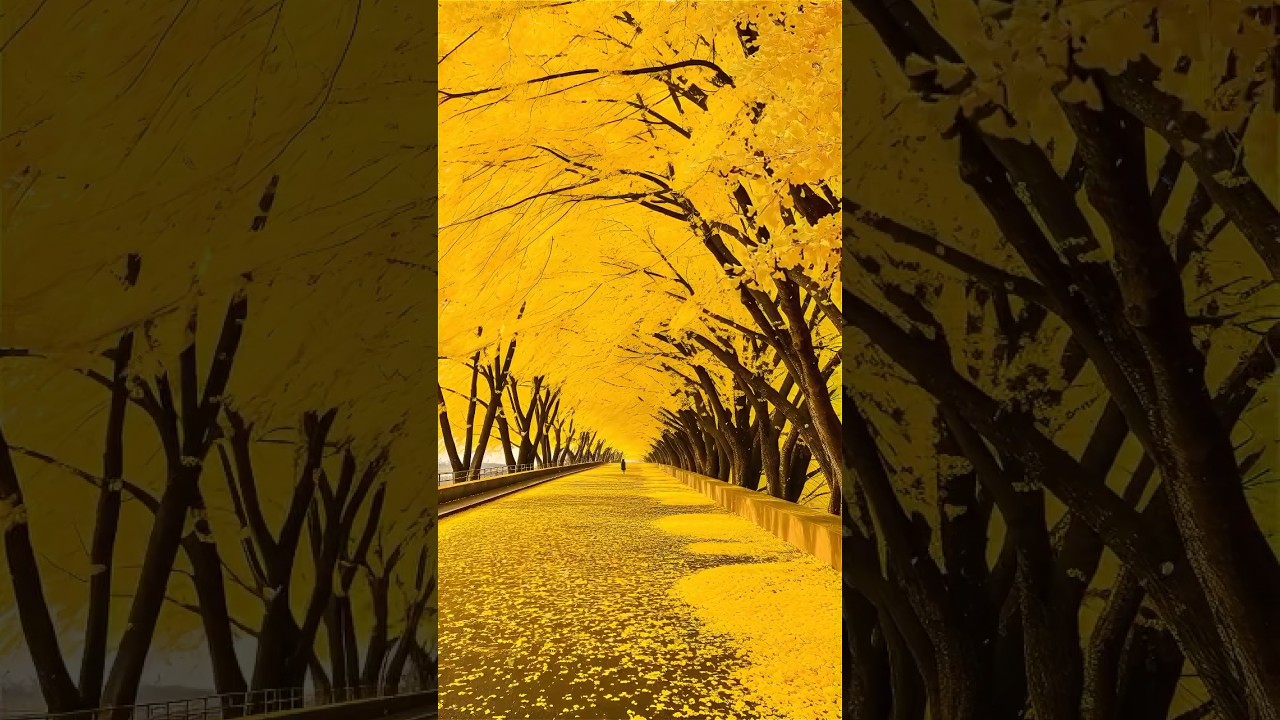 That Special Day When All The Ginkgo Tree Leaves Fall