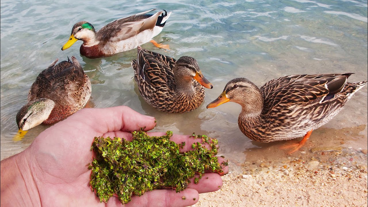 Ducks Love Duckweed!