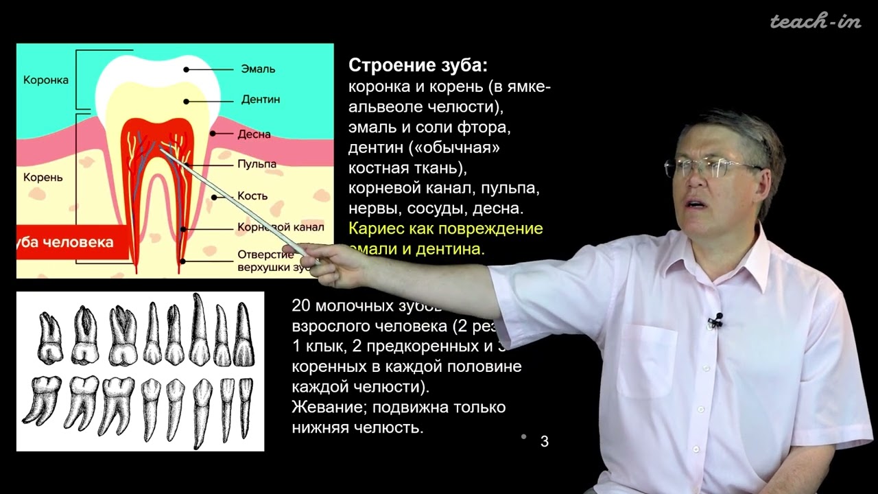 Дубынин В.А. - 100 часов школьной биологии - 1.9. Пищеварение, ЖКТ