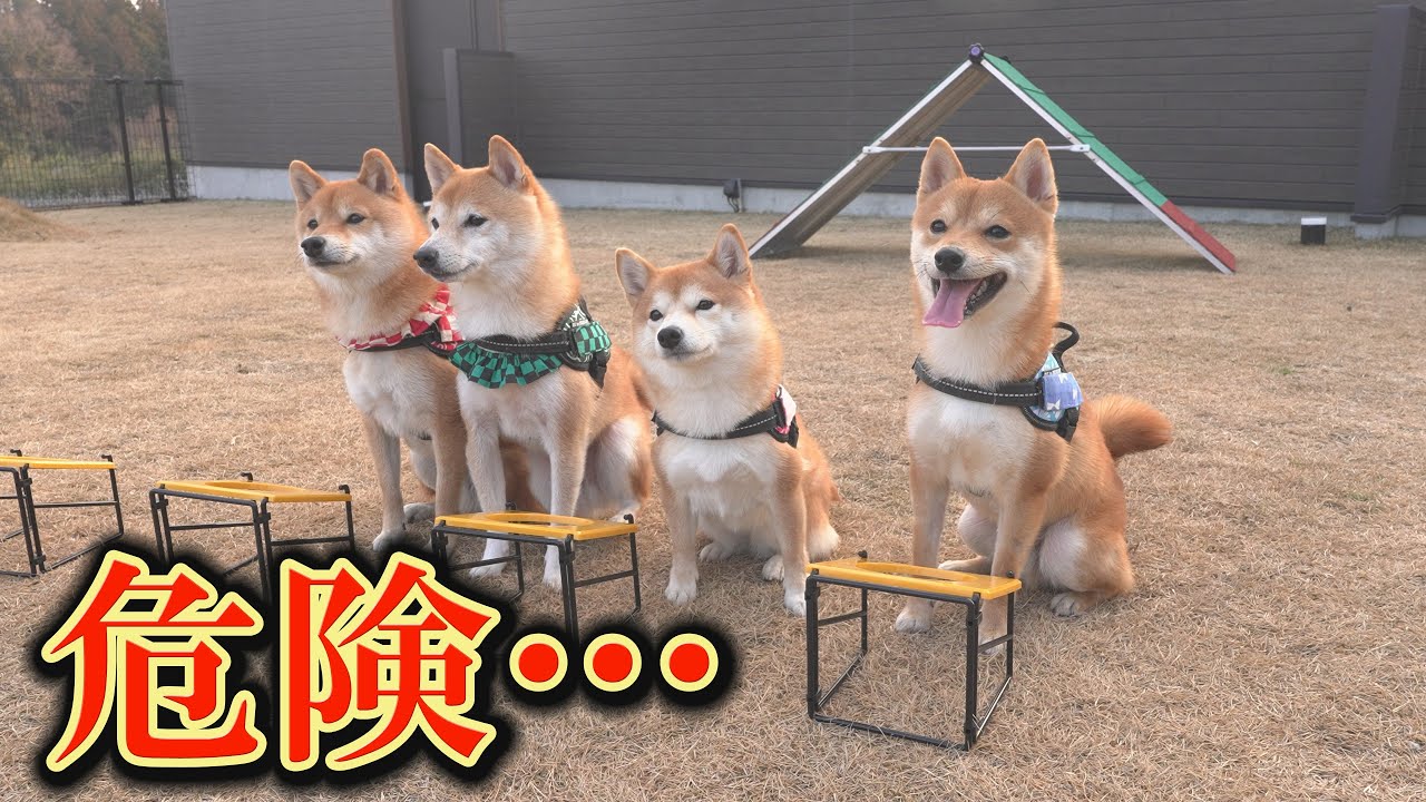 この直後、フードガードの子犬が危険な行為をしてしまいました・・・