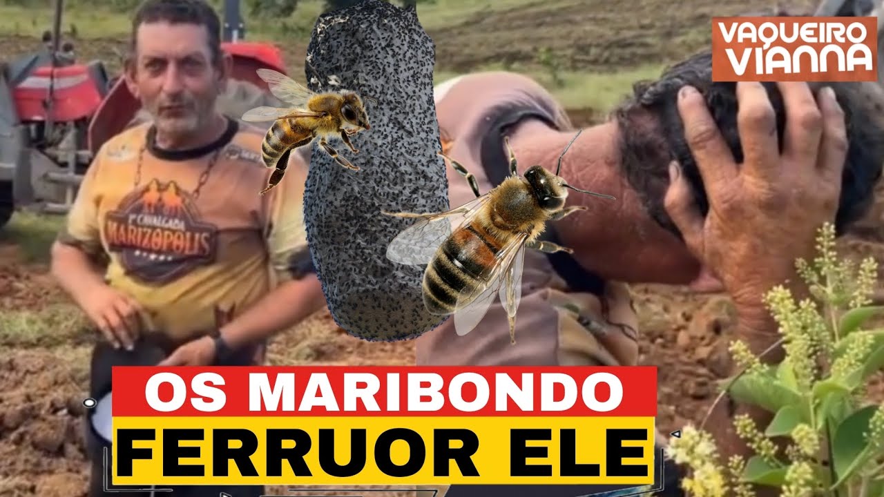 JÚNIOR VIANNA: TRATORISTA DE JÚNIOR VIANNA FOI | FERRUADO POR ABELHAS 