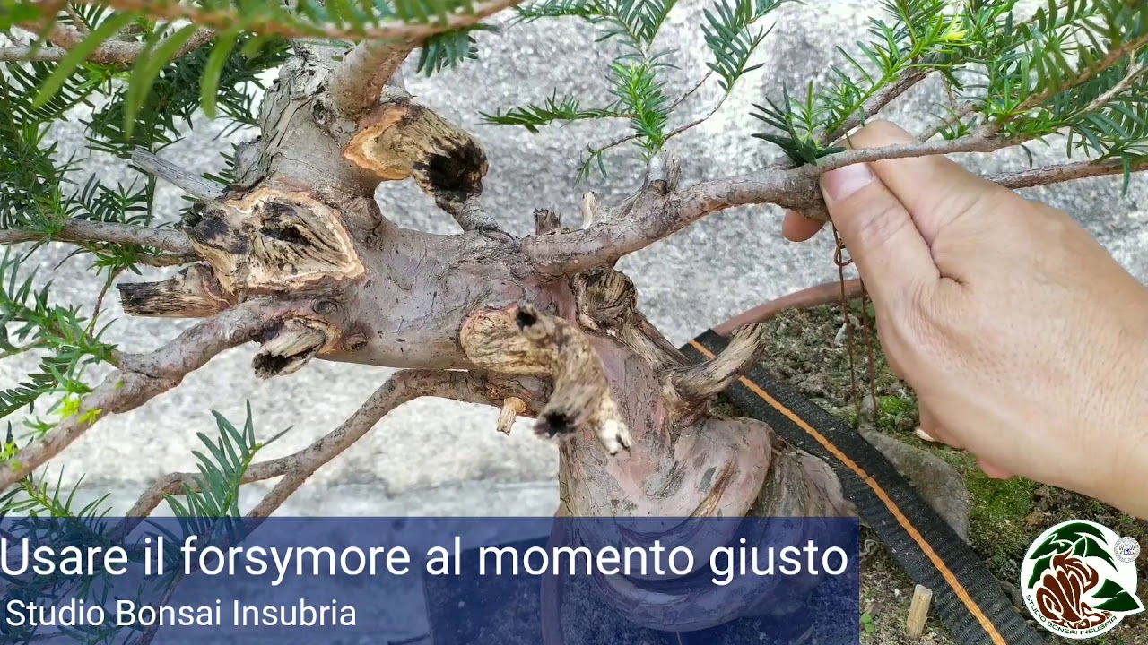 Tecnica per spostare il ramo di un bonsai