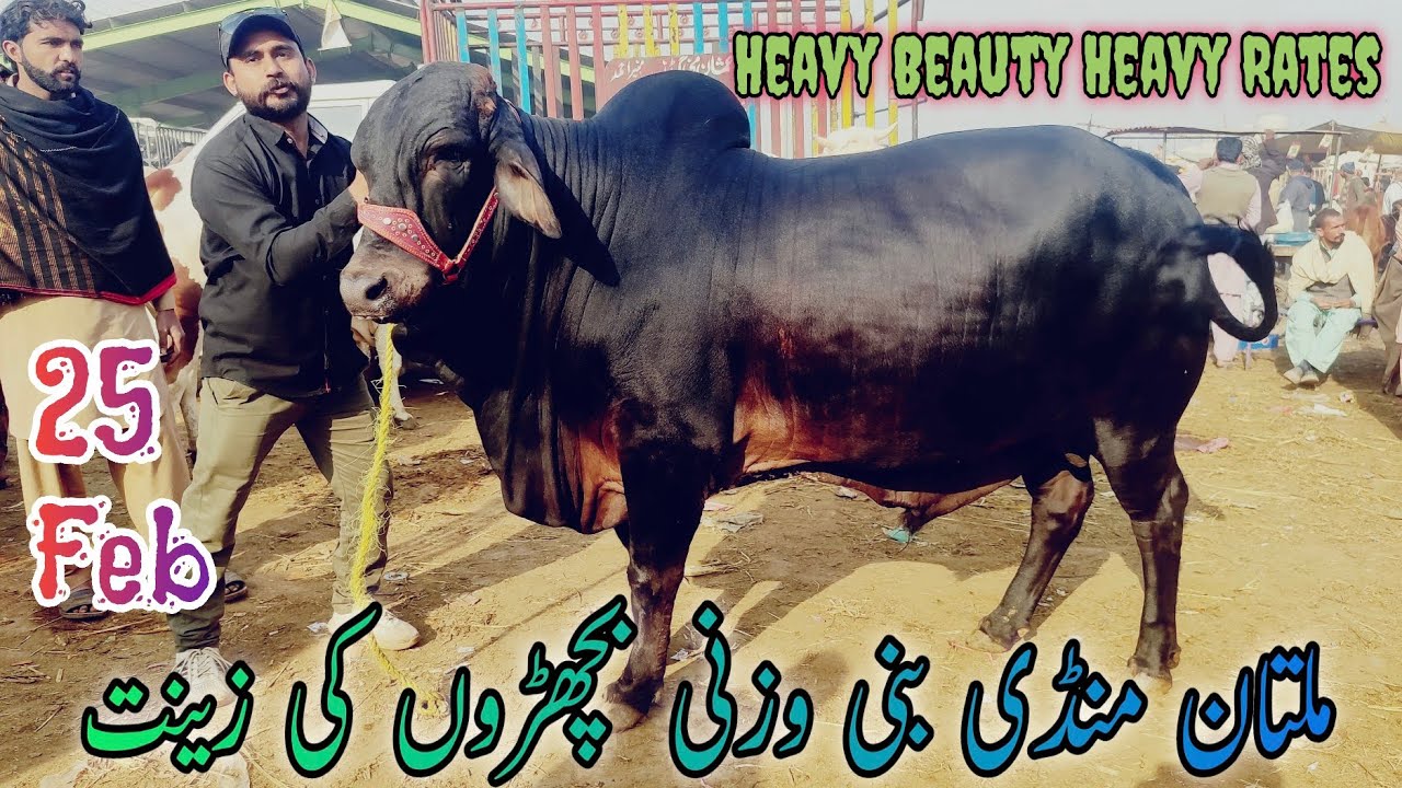 Multan Mandi bani Heavy Weight Bachroo ki Zeenat latest update on Sunday