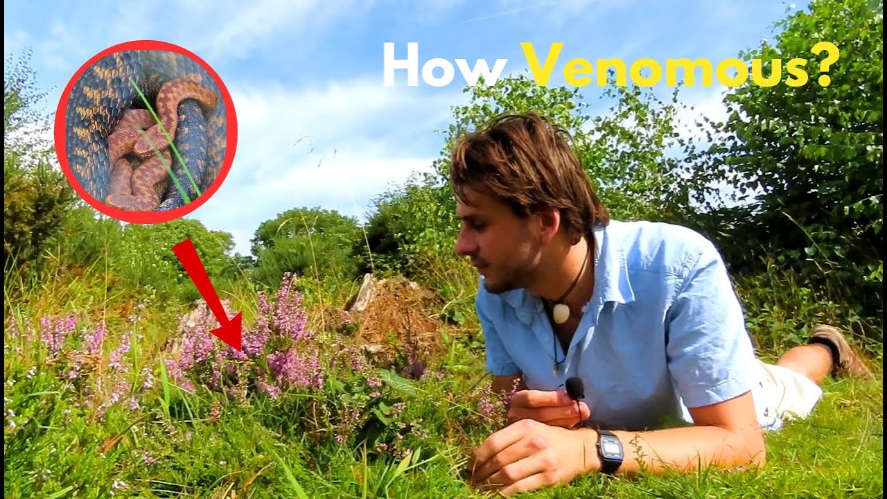 Britain's only venomous snake