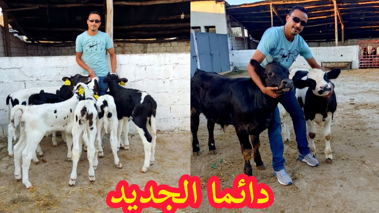 دائما الجديد مع لمهور للبيع عجول صغار و متوسطين في نواحي القنيطرة في ضيعة الروخو اتصل:0661329948