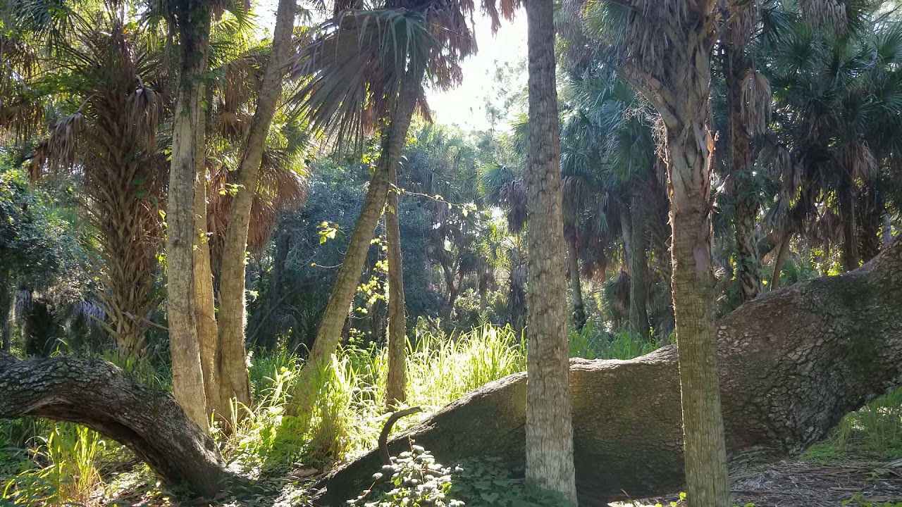 Reprogram the Stress Response: Shinrin Yoku Experience at Red Bug Slough Preserve