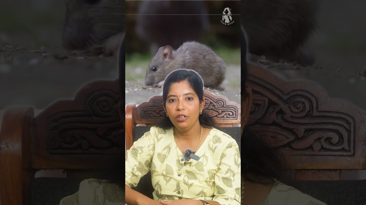 கிச்சன் டிப்ஸ் | kitchen tips in tamil | samayal tips | avoid rat and cockroach from kitchen