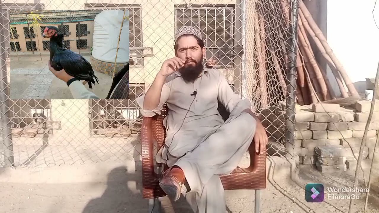 LASSANI ASEEL FARM BY AHMED BHAI  ||MUSHKA LASANI  ASEEL BREED